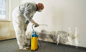 Mold Documentation for Insurance Claims in Royal Palm Estates, FL