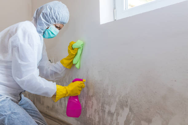 Mold Remediation for Rental Properties in Royal Palm Estates, FL