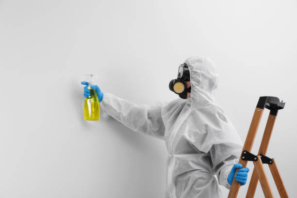 Mold Odor Removal Services in Royal Palm Estates, FL